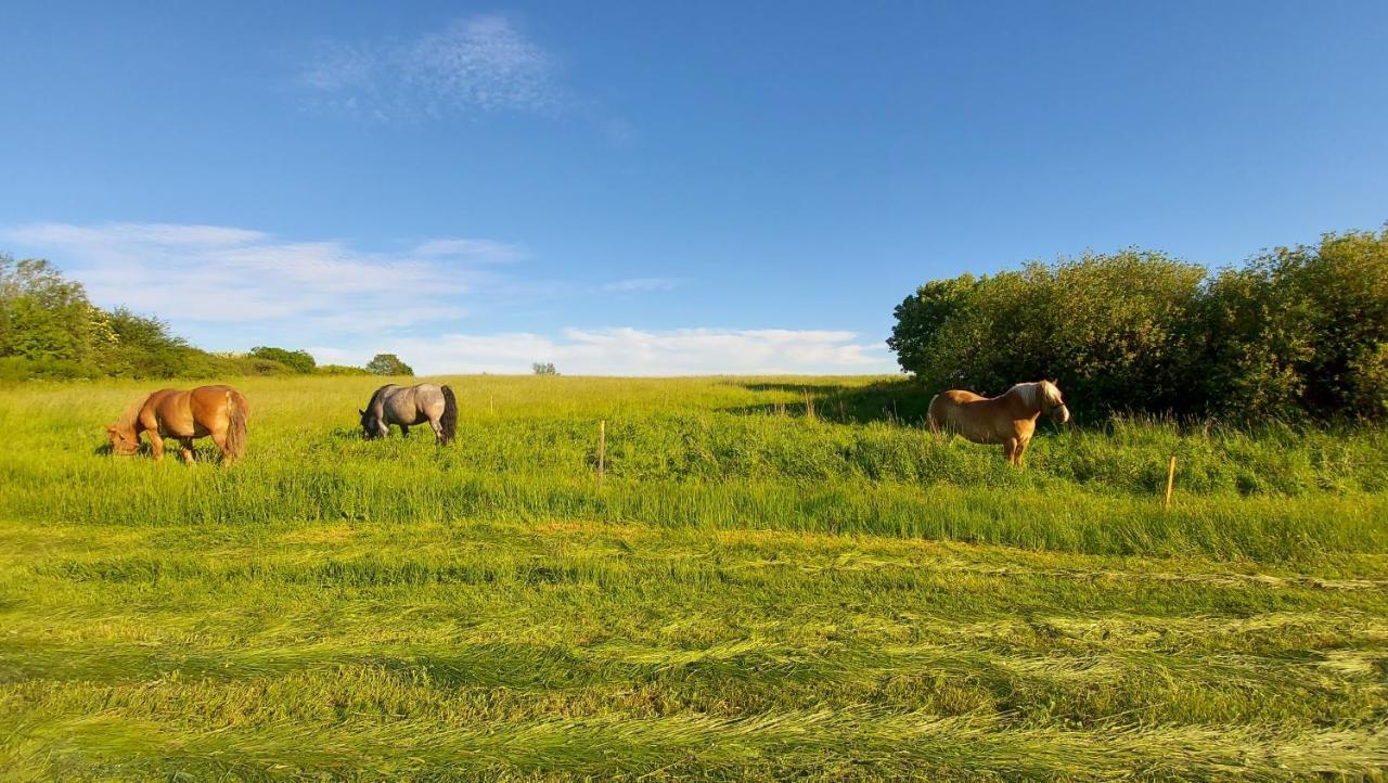 Dogs Welcome! Domek Na Zacisznej โปกอร์เชลีจา ภายนอก รูปภาพ