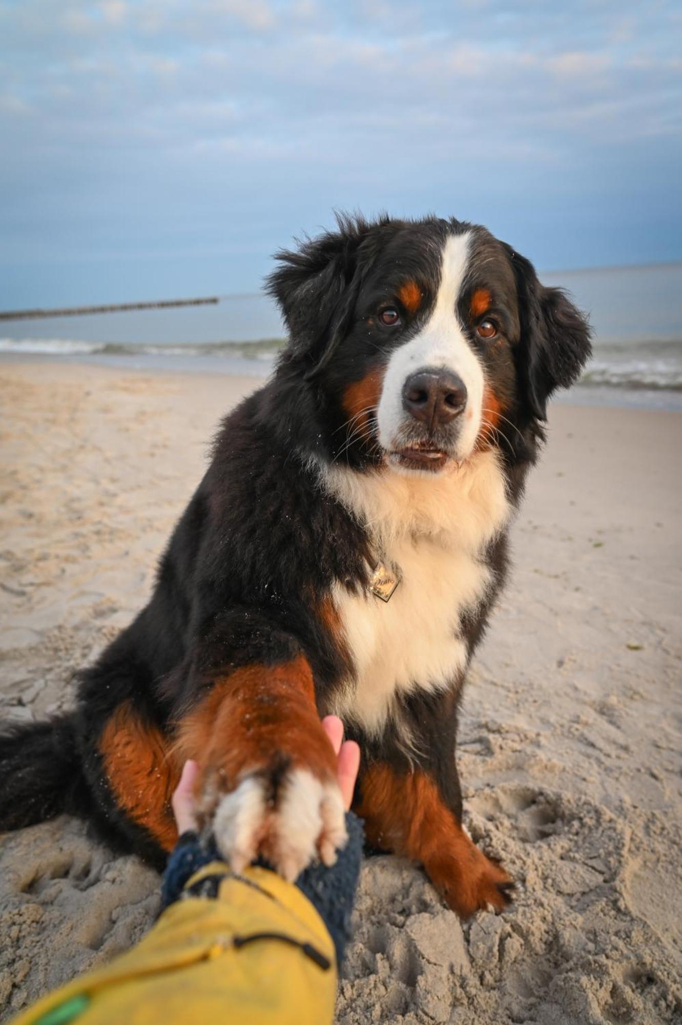 Dogs Welcome! Domek Na Zacisznej โปกอร์เชลีจา ภายนอก รูปภาพ
