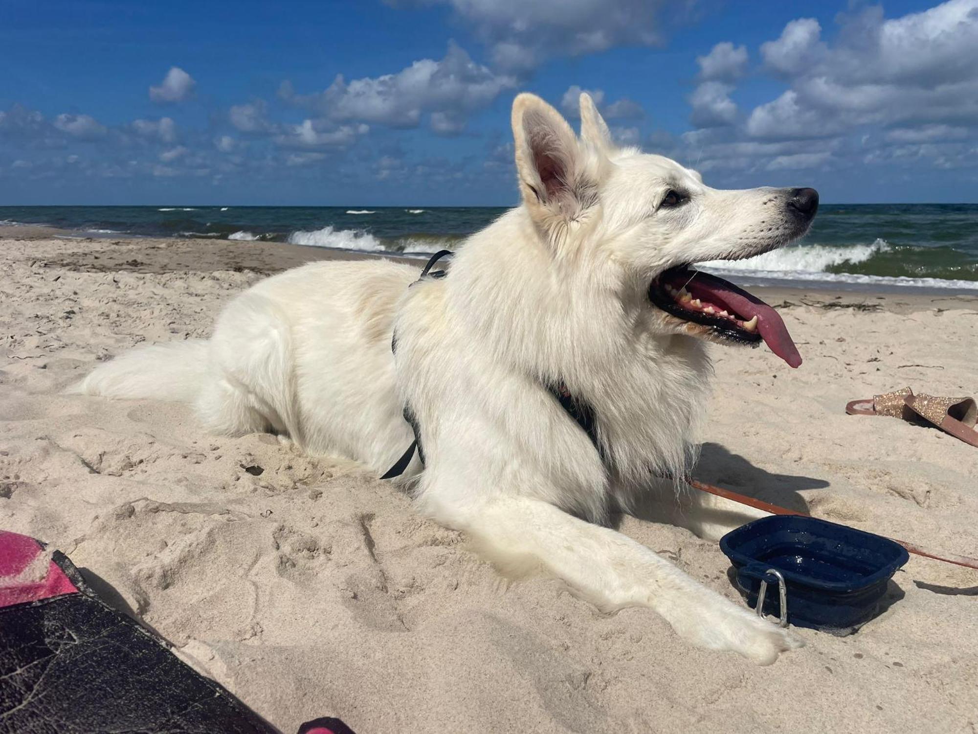 Dogs Welcome! Domek Na Zacisznej โปกอร์เชลีจา ภายนอก รูปภาพ